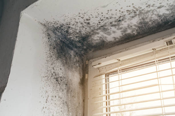 Trusted Black Mold Removal service in Ringwood, NJ - Cheap Mold Removal
